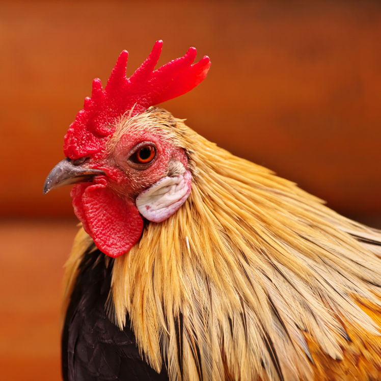 Brightly colored cockerel headshot