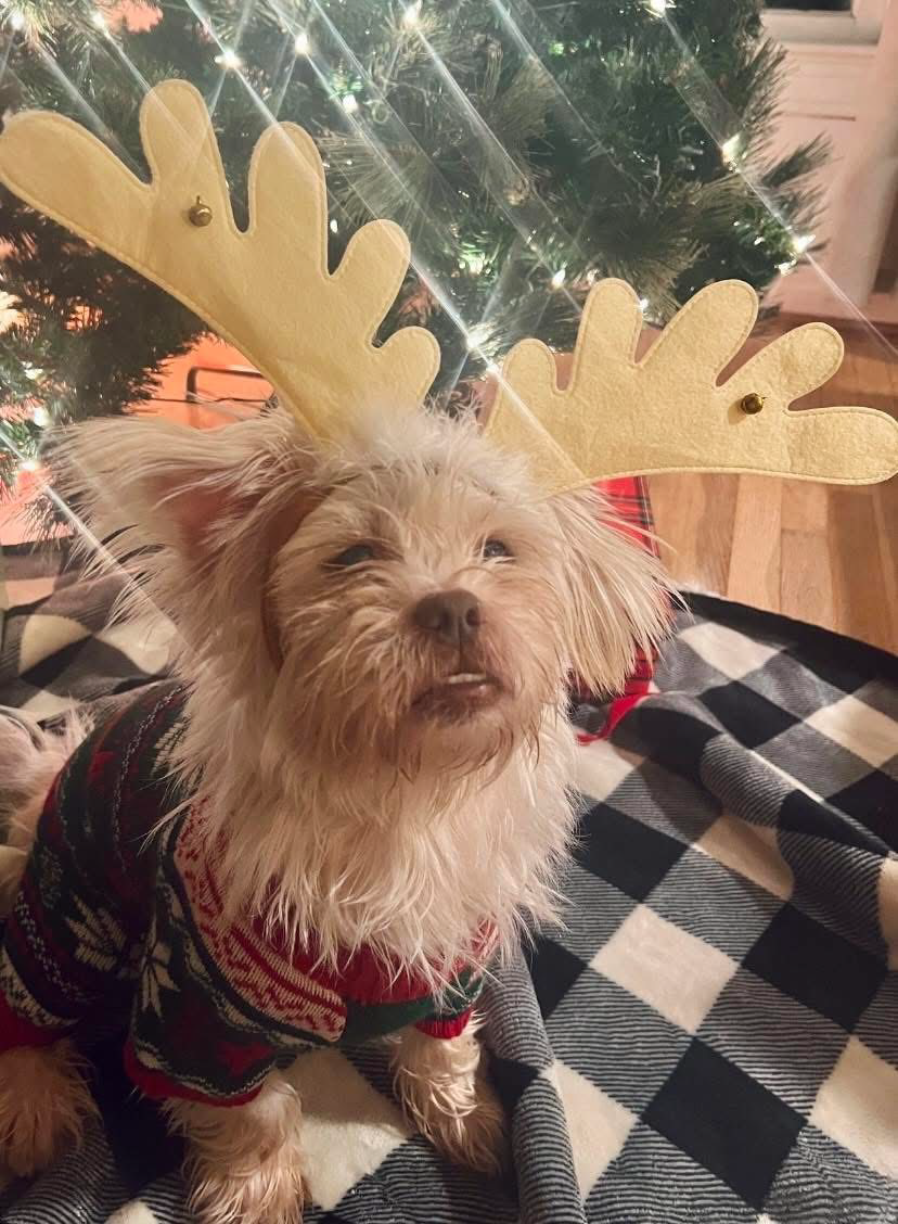 A dog with reindeer antlers